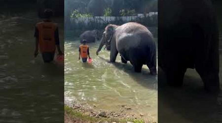 Elephant Sanctuary -Kurtarılmış Filler Yıkanıyor .