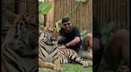 Tiger park Thailand #tigerkingdom #phuket #tiger #cheetah #thailand #bangkokthailand #thaifood
