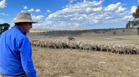 Australia to ban controversial live sheep exports by sea from May 2028
