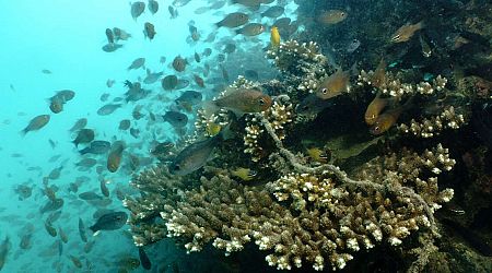 Inquiète du blanchissement de ses coraux, la Thaïlande ferme douze parcs marins