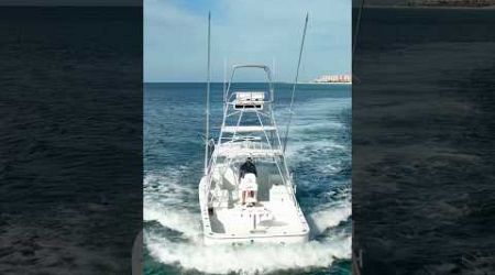 Little G&amp;S Sportfish Backing Down Hard! #sportfish #yacht #fishing boat #boat
