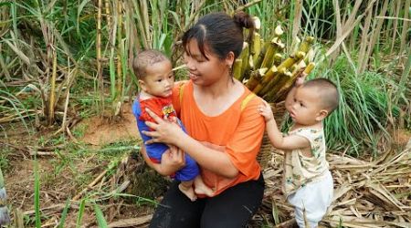 Single mom | Take your two children for a health check-up, Harvest sugarcane to sell, Family life