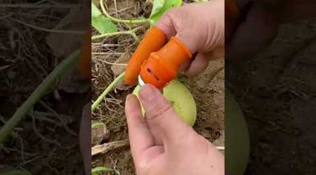 फल और सब्जियां तोड़ने का जादुई तरीका #China #Farmer #HandKnife #Technology