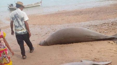 Krabi dugongs died ‘in search of food’