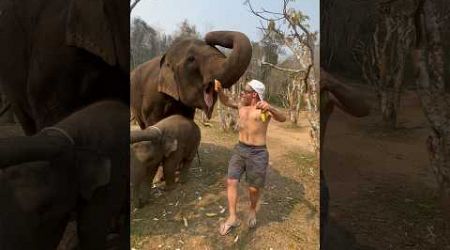 Elephant trick #slamdunk #Thailand #elephant #travelshorts #youtubeshort #shorts #travel #adventure