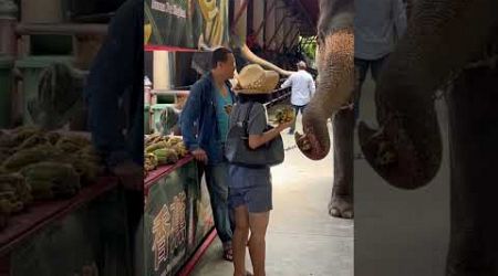 Elephant Feeding in Pattaya #bangkok #pattaya #trending #viral #shortvideo #shorts #short