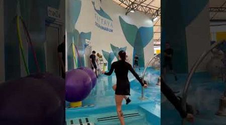 Паттайя. Шоу дельфинов. Pattaya Dolphinarium. #shorts #music #thailand #dolphin