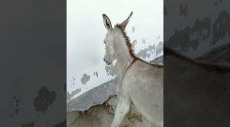 donkey of desert #lifestyle #desi