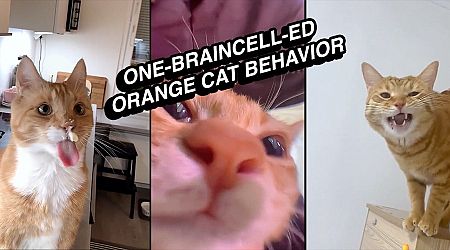 23 Feline Friendly Gifs That Purrfectly Sum Up Orange Cat One-Braincell-ed Behavior
