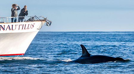 Orcas Sink 49-Foot Yacht in Mystifying Trend Around the Strait of Gibraltar