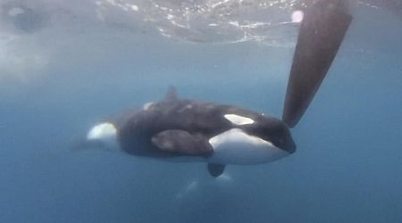 Killer whales attack and sink another yacht in Strait of Gibraltar