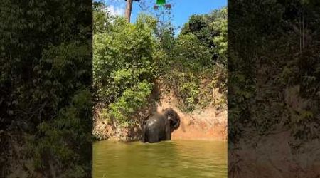 Elephant freely playing water &amp; mud at Bukit Elephant Park Phuket. #elephantsanctuary #cuteanimals