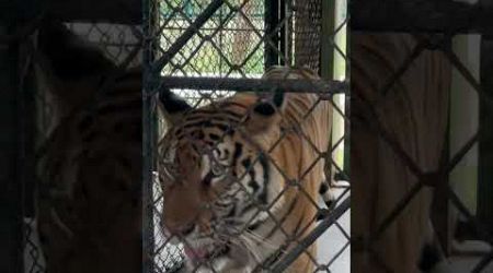 Tiger Kingdom Phuket Thailand #shorts #viral #tiger #holiday #travel #thailand #wildlife #shortvideo