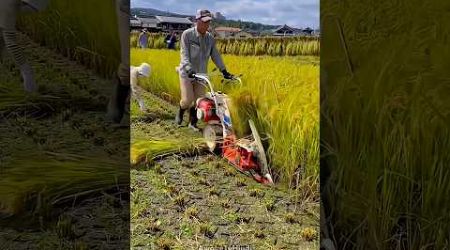 China rice farming technology