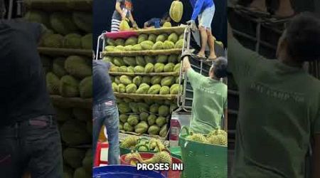 Fakta mengejutkan durian montong Thailand