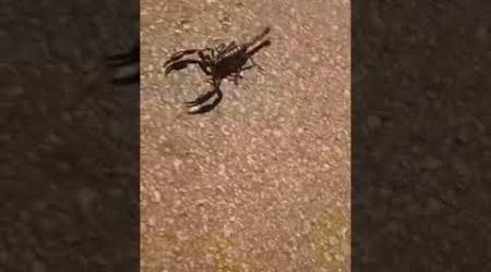 A big scorpion crossing the road in Phang Nga, Thailand