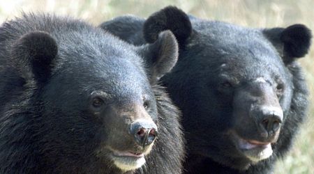 Wild bears attack several people in northeast Japan 