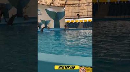 Dolphin show in Pattaya Thailand | Wait for the End
