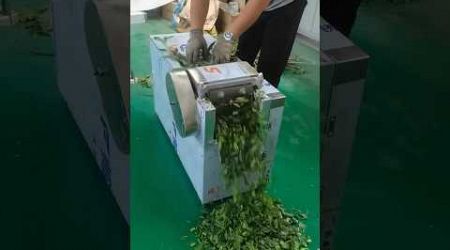 Medicine plant herbs cutting process Good machinery and technology make work easy
