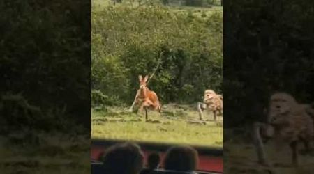 Kanguru di kejar macan tutul sampai dapat #animals #amazing #movie #popular #shortvideos #fenomenal