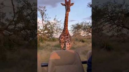 Giraffe utalii #giraffe #shorts #adventures #wildlife #safarilife #daytrip #viral #1k #travel #run
