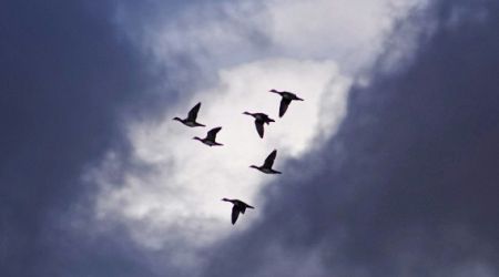 How annual bird migration could spread avian flu