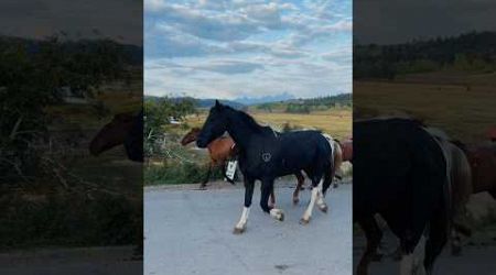 Wild horses at Heart six Ranch , Wyoming #travel #shorts #youtube #natgeo #natgeowild #usa #horses