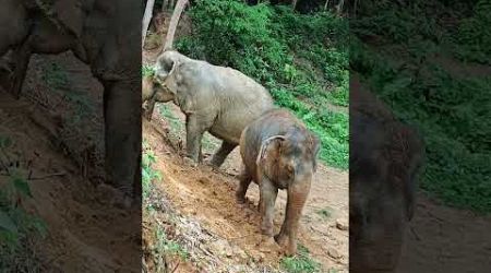 rainy days at Hidden Forest Elephant Reserve in Phuket. #elephantsanctuaryphuket #elephants