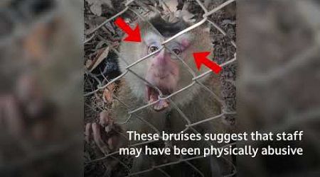 Animals are still suffering at Koh Samui Monkey Centre