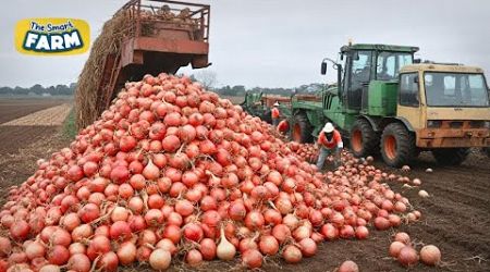 Modern Onion Farming Technology: How to Process TONS of Onions in Factory