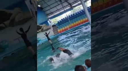 #shorts #shortvideo #dolphin #dolphinshow #thailand #phuket #thailandtravel #luxury #travelvlog