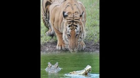The Tiger Drank Water, Challenged Crocodiles #animals #entertainment