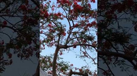 уникальное тропическое дерево #делоникс #delonixregia #таиланд #паттайя #thailand #pattaya
