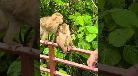 He’s braver than I am #macaque #monkeyhill #macaques #phuket