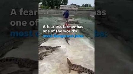 #crocodile #alligator #animals #wildlife #animal #crocodiles #thailand