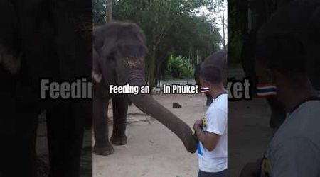 Feeding an Elephant in Phuket 