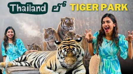 Thailand lo tiger park | pattaya