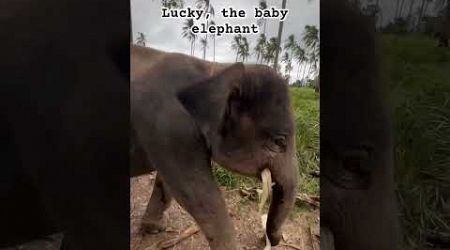 Lucky, the baby elephant in Samui Elephant Home