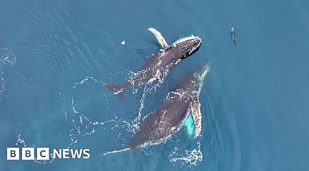 Drones reveal Antarctic whale 'acrobatics'