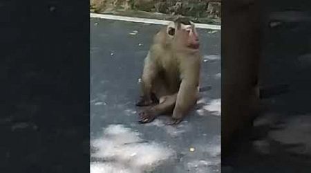 태국 푸켓 타운 몽키힐 원숭이 /Big monkey , Monkey hill, Phuket, Thailand #monkey #hills #phuket #thailand