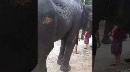 Пхукет. Реабилитационный центр слонов. #elephant #travel #пхукет #слоны #тайланд #phuket