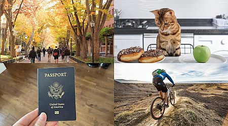 Ivy League salaries, Ozempic for pets, and online passport renewal: Lifestyle news roundup