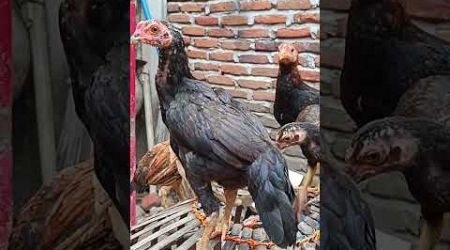 chicken bangkok classic #chickenbreeds #ayamtermahal #chicken #roosterchicken #rooster