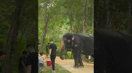 Phuket elephant care (Naithon Camp)
