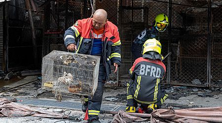 Puppies, birds among hundreds of caged animals killed in fire