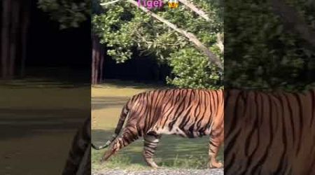 Tiger fighting….#tiger #fighting #animals #bangkok #thailand #shorts #viral #trending #safariworld