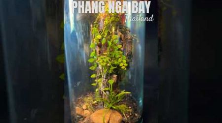 Phang Nga Bay Thailand. Die hälfte der Pflanzennamen habe ich wieder vergessen 