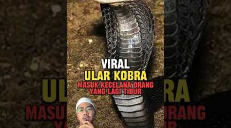 Viral ular kobra masuk ke celana orang di thailand #viral #beritaterkini