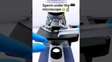 Sperm Under the microscope 