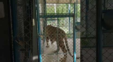 Big Tiger Caged and Waiting to come out, Tiger Park Phuket #shortsvideo #travel #phuketstreetscene